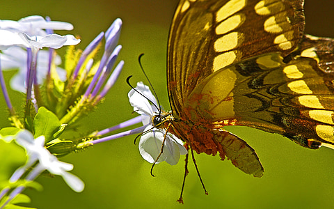 sommerfugl, Brasil, Iguaçu, jungelen, blomst, pen, Hibiscus