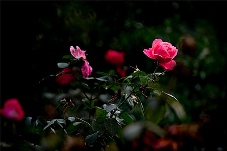 flor, color de rosa, belleza, Pétalo, oscuro, jardín