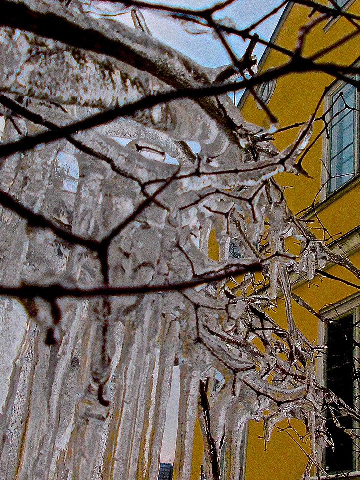 ice, icicle, branch, frozen, cold, winter