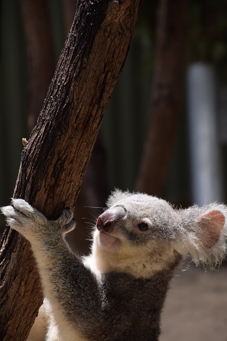 Koala, lezenie, Austrália, divoké, voľne žijúcich živočíchov, vačkovca, jedno zviera