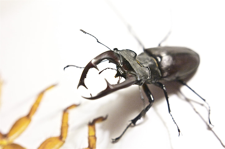 Stag beetle, Uçurtma, böcek, saldırı