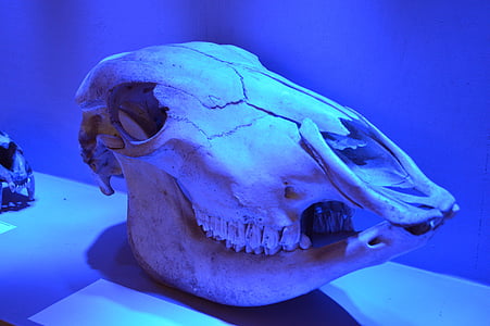 Cranio, konj, kosti, okostje, živali