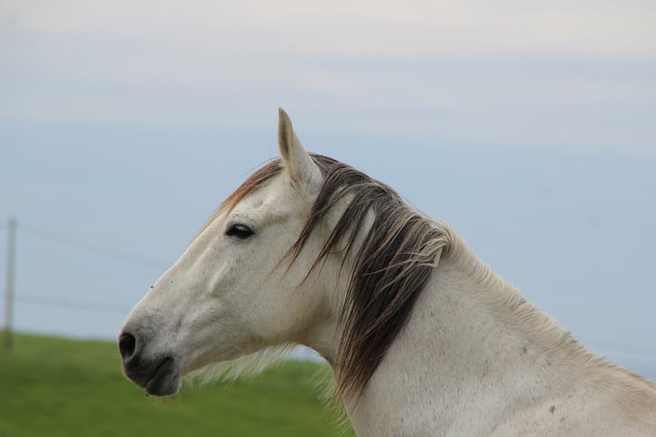Koń, biały, w, San, Vicente
