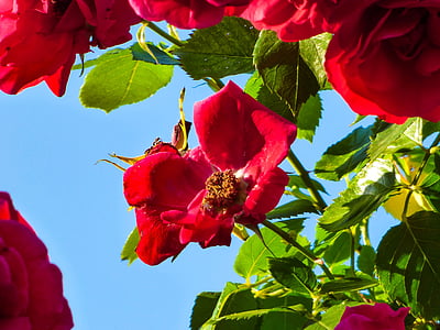 Rosa, flor, planta, rosa vermella, flor d'estiu, vermell, pètals