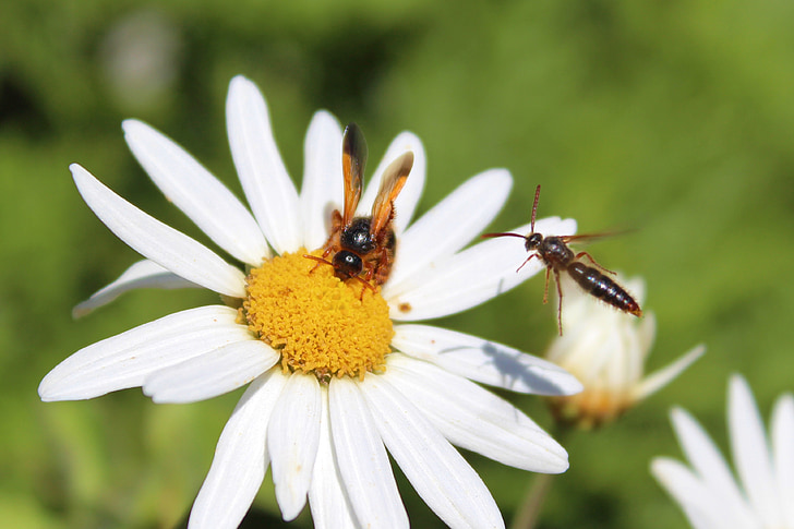 bites, medus, puķe, apputeksnēšana, putekšņu, dzeltena, medus bite