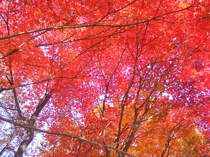 daun musim gugur, daun maple merah, musim gugur