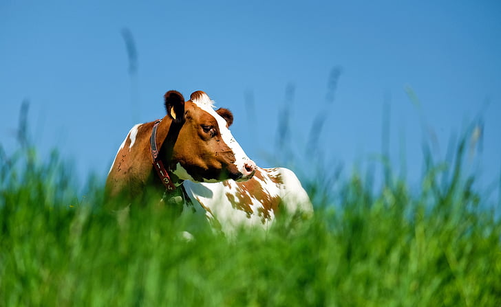 крава, животните, кафяв бял, пасища, слънце, природата, трева