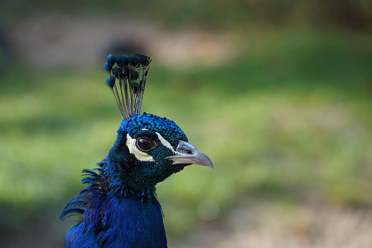 peacock, males, animal, bird, close, portrait, feather