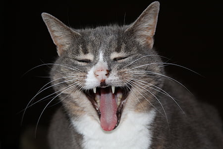 gat, peu, dent, cabell de cordó, cara de gat, badall