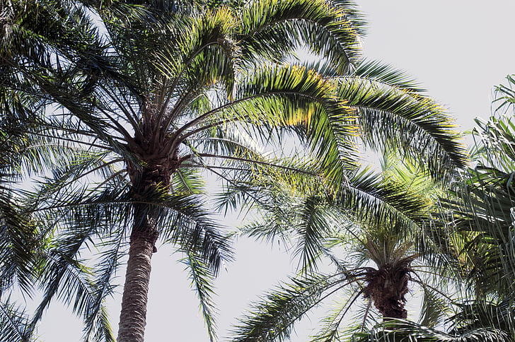 coconut, tree, plant, nature, leaf, sky, palm tree