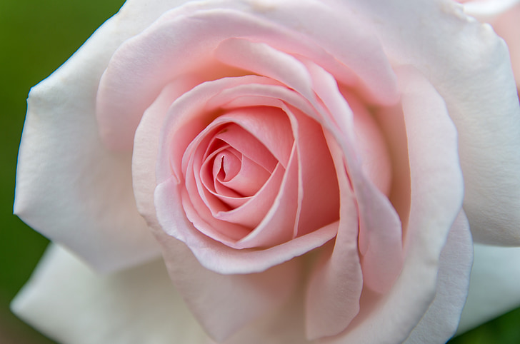 ökade, Rosa, kronblad, Blossom, Bloom, mjuk, makro