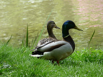 Duck, pardid, Lake, Park, roheline, lind, linnud