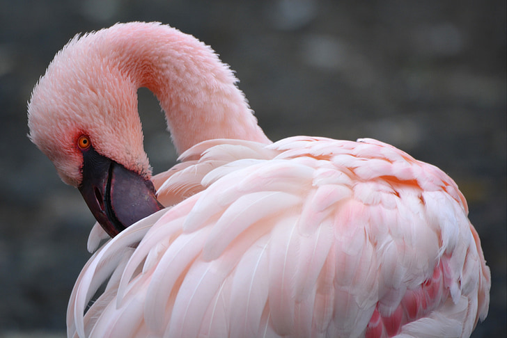 Flamingo, rosa, dyr, fuglen