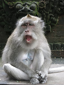 beždžionė, Bali, veido išraiška