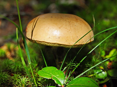 houby, houby, Les, houby, surový, podzim, organický
