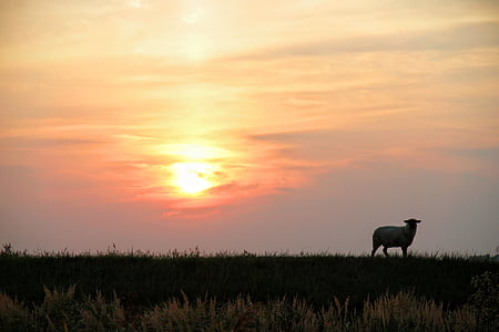 natura, dic, ovelles, sol, posta de sol, Costa, paisatge