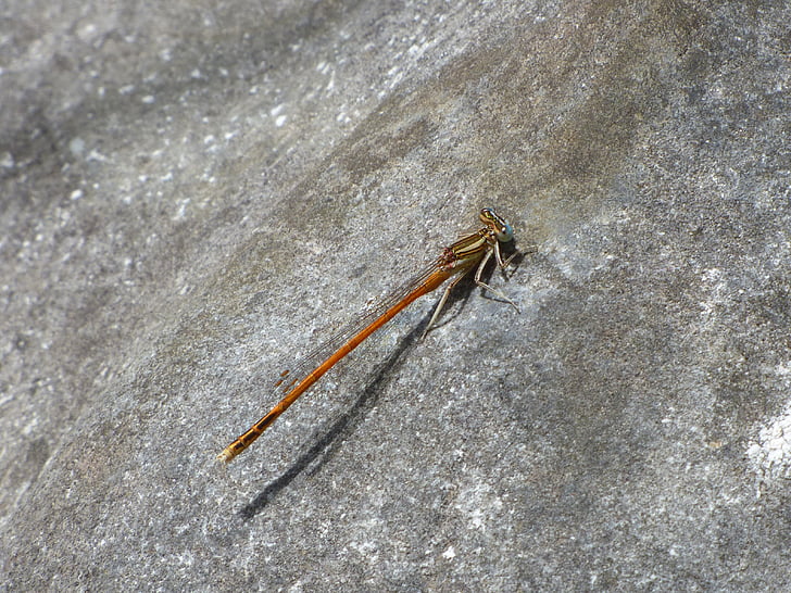 Platycnemis acutipennis, Orange dragonfly, Rock, detalj, skönhet, djur, insekt