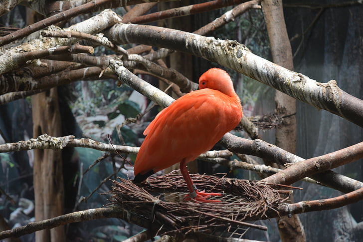 ibis, bird, animal, red, zoo, color, tropical