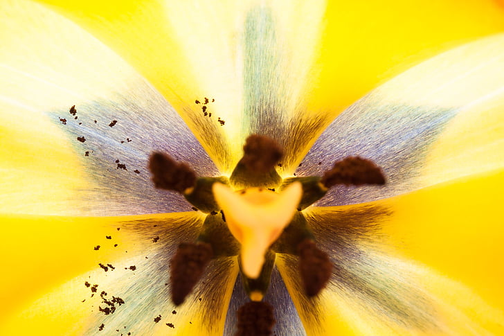 Tulipán, razítko, tyčinky, lilie, jaro, Příroda, květ