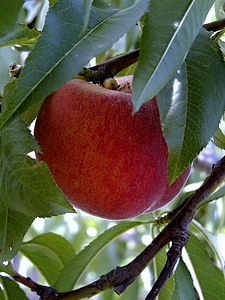 peach, foliage, fetus, red, fruits, branch