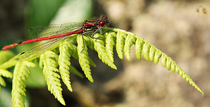 libellula, rosso, insetto, Libellula rossa, chiudere, natura, ala