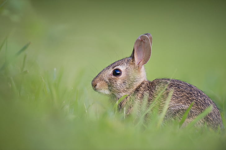 rozkošný, zviera, zajačik, milý, tráva, Príroda, králik