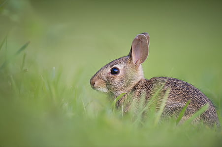 rozkošný, zviera, zajačik, milý, tráva, Príroda, králik