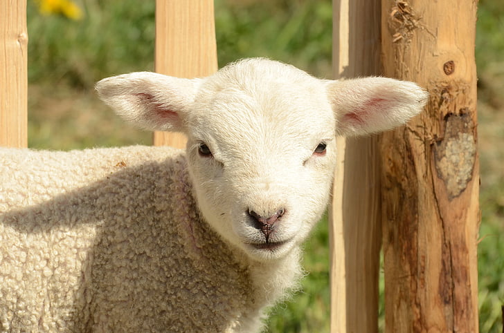 animal, mammal, farm, sheep, lamb, agriculture, livestock