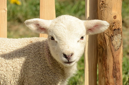 animale, mammifero, azienda agricola, pecore, agnello, agricoltura, bestiame