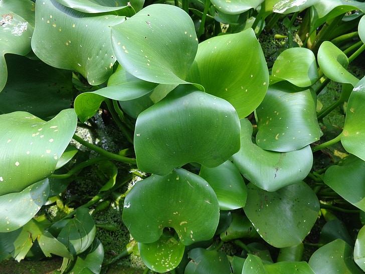eichhornia, zelena, listov, vode, narave, vode, hyacinth