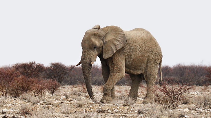 elephant, africa, namibia, nature, dry, heiss, national park