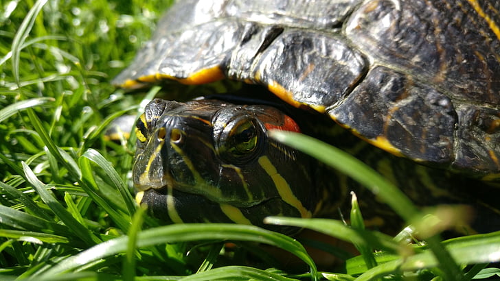 schildpad, rood-eared schuifregelaar schildpad, water schildpad, reptielen, dier, natuur, huisdieren