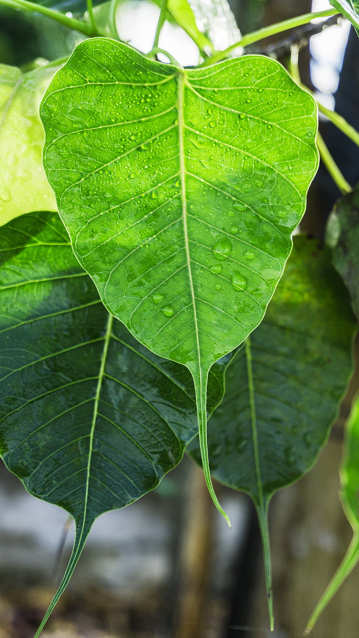 bodhi leaves, dewdrop on leaves, dew, dewdrop awakening, awake-ness, enlightenment, buddhism