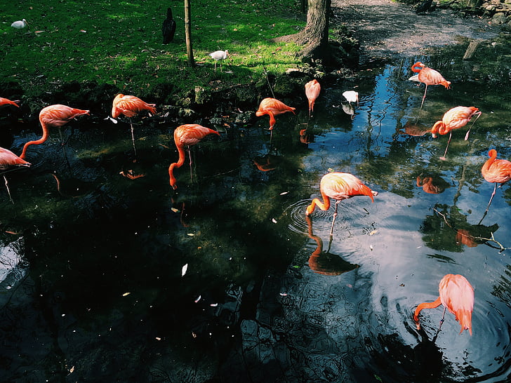 flamingo, bird, animal, lake, water, green, grass