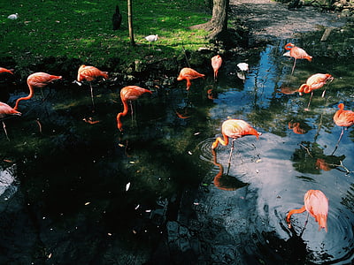 Flamingo, pták, zvíře, jezero, voda, zelená, tráva