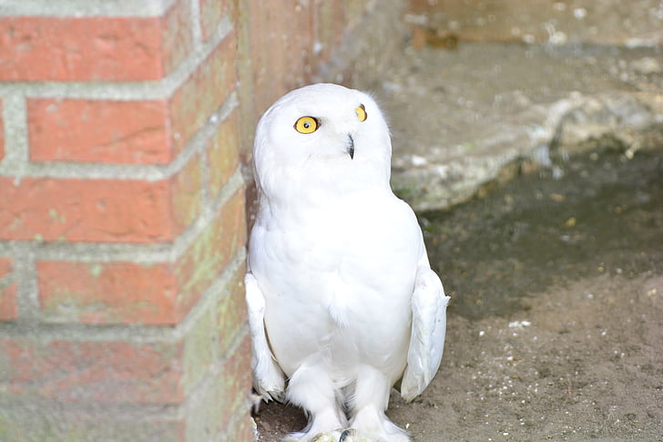 snowy owl, white, owl, animal, bird, enclosure