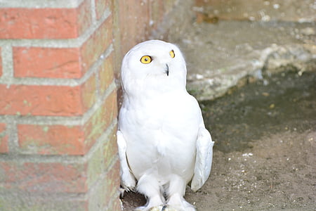 Snowy owl, Branco, Coruja, animal, pássaro, gabinete