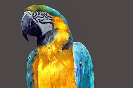 papuga, Ara, ptak, kolorowe, upierzenie, Kolor, Ara
