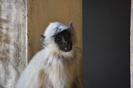 Monkey, život, zviera, India