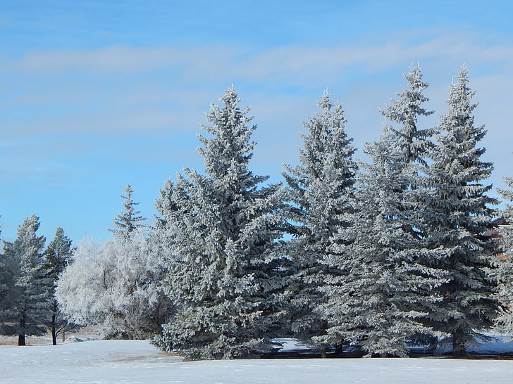 träd, spruce, FIR, Evergreen, december, januari, vinter