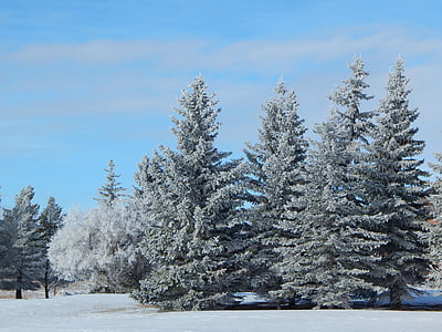 medžiai, Eglė, eglės, Spygliuočiai, gruodžio, sausio, žiemą