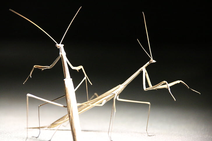 Stick insect, insect, Close-up, natuur, bug
