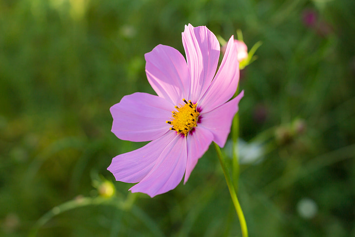 cosmos, astra, flower, pink, large, garden, plant