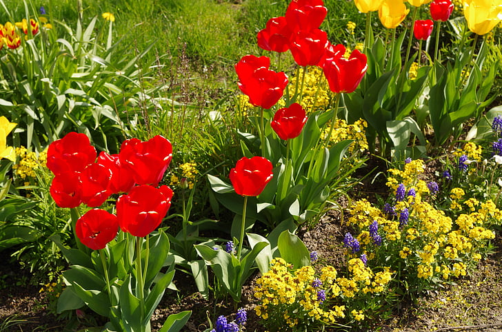 tulipas, Primavera, jardim, flores