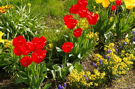 tulipán, tavaszi, kert, virágok