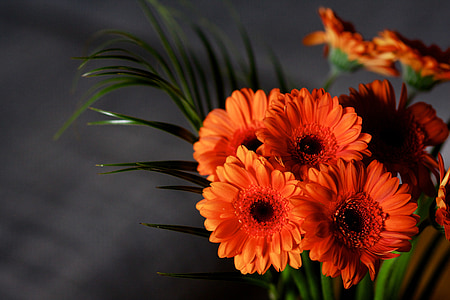 flores, Gerbera, flor, floración, naturaleza, ramo de la, flor de naranja