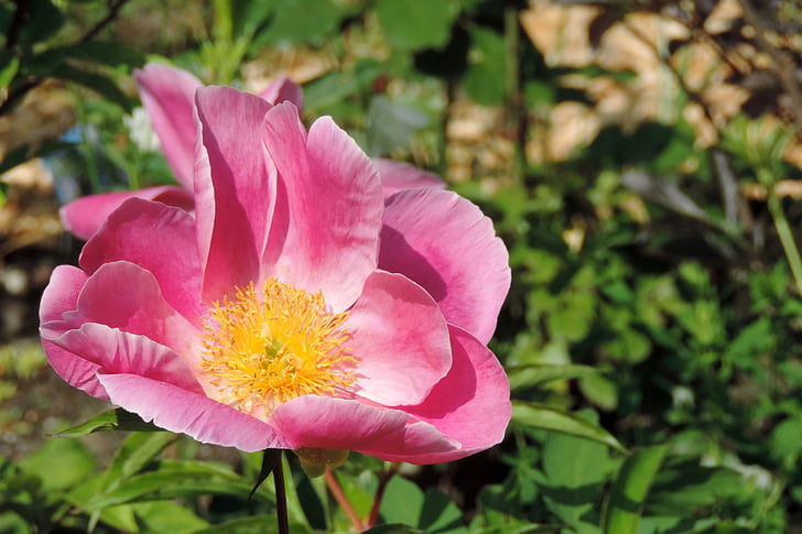 rose de la pomme de terre, rose du Japon, Apple rose, Blossom, Bloom, Rosa rugosa, nature