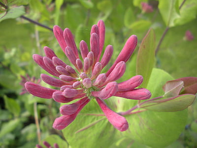 honeysuckle, pink, macro, flowers, nature, plant, flower
