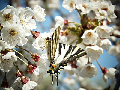 Monarch butterfly, lilled, puu, puu, liblikas, Orchard, väli