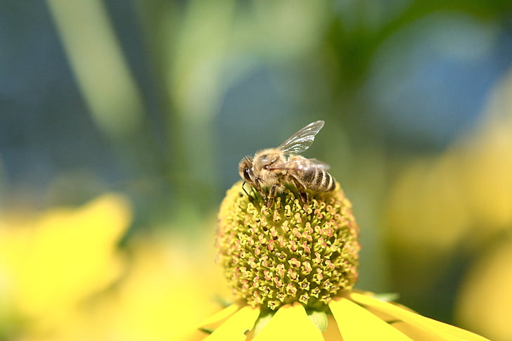 пчела, Блосъм, Блум, съцветие, Пролет, лято, насекоми